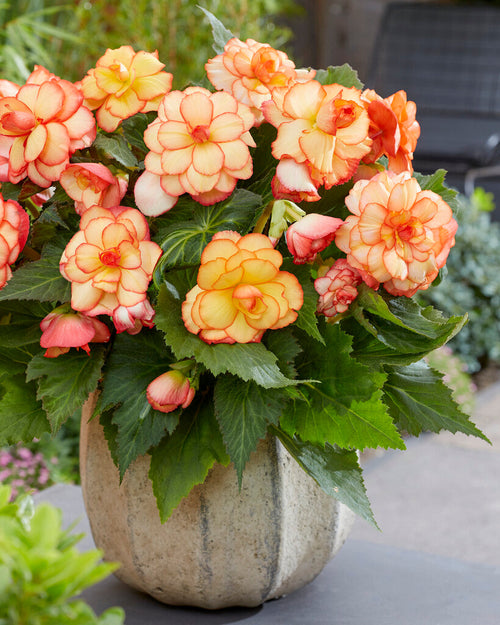 Picotee Sunburst Begonia - Köp online!