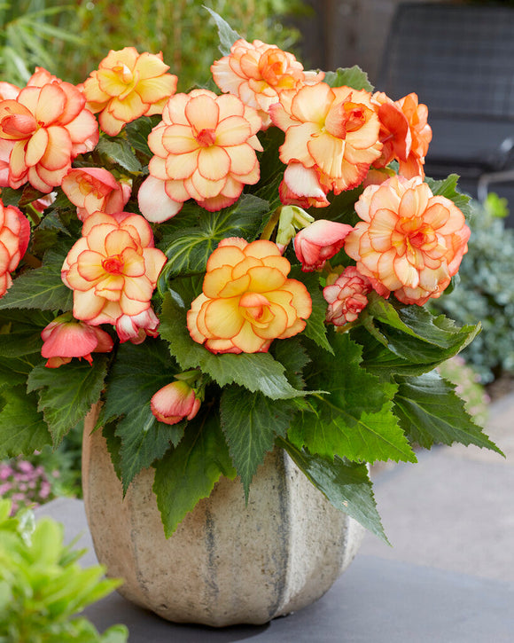 Picotee Sunburst Begonia - Köp online!