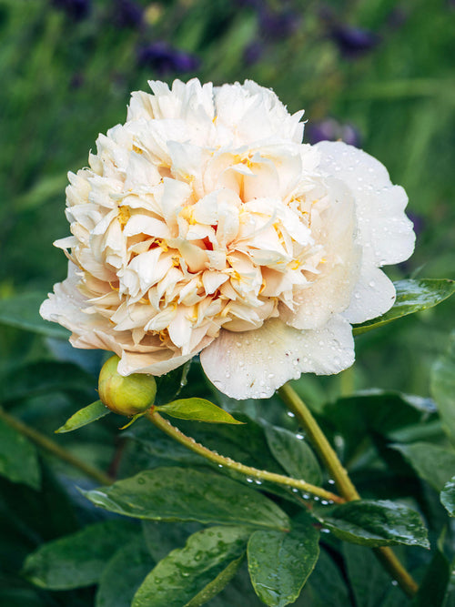 Pion Quitzin är en sällsynt fylld hybridpion med gröngula, cremefärgade och mjukt persikotonade blommor. Vinterhärdig, doftande och levereras som barrot med 3 till 5 ögon.