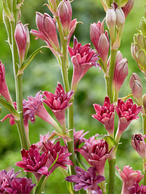 Tuberos NCYU LOVE (Polianthes) | DutchGrown™ Sverige