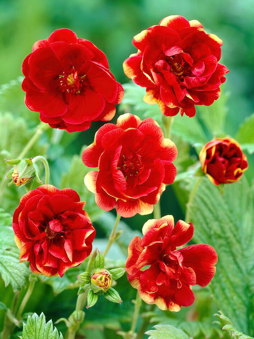 Köp Fingerört Arc en Ciel (Potentilla)