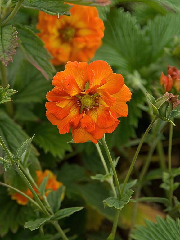 Fingerört William Rollison (Potentilla) Prisbelönt blomma