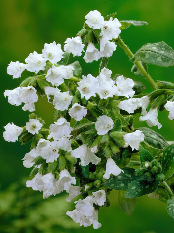 Köp Pulmonaria Sissinghurst White (lungört)