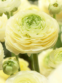 Ranunkel Amandine Cream