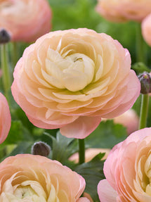 Ranunkel Amandine Pastel Rosa