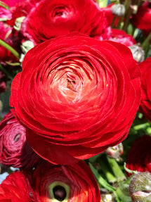 Ranunkel Amandine Scarlet