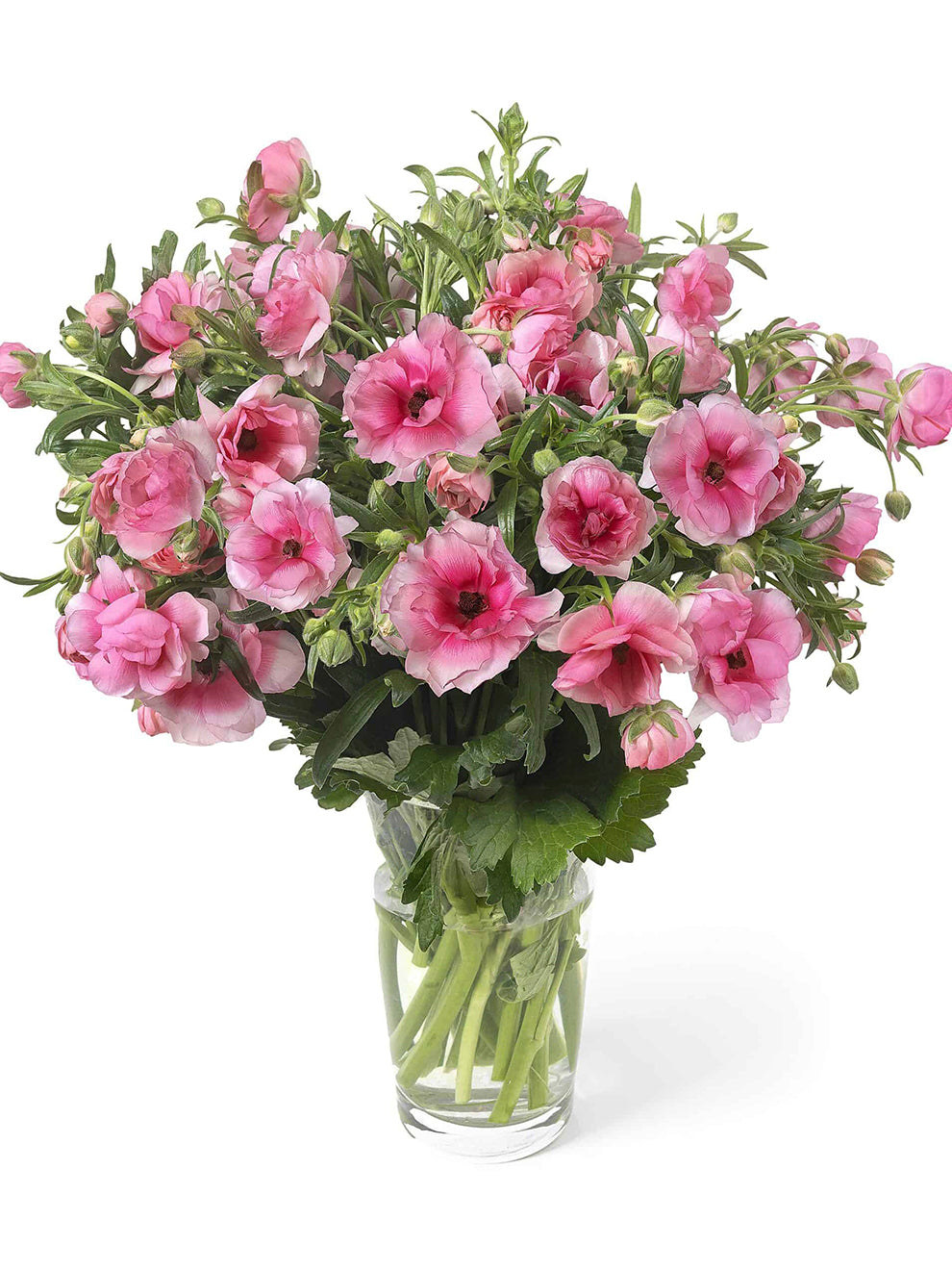 Milka Ranunculus Ranunkel Butterfly Hera