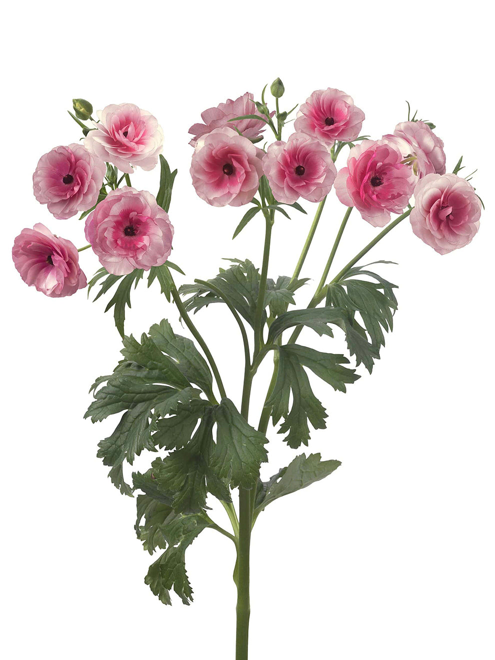Milka Ranunculus Ranunkel Butterfly Hera