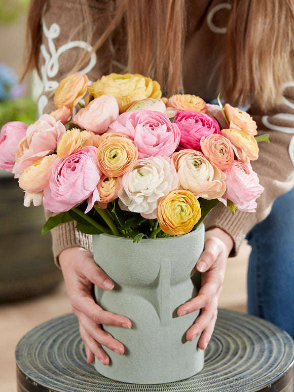 Ranunkel Amandine Pauline Pastel