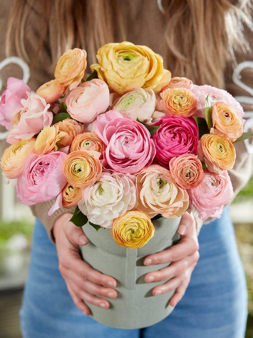 Ranunkel med mjuka rosa och vita blommor