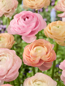 Ranunkel Pauline Pastel
