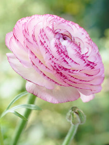 Ranunkel Pauline Rosa Picotee