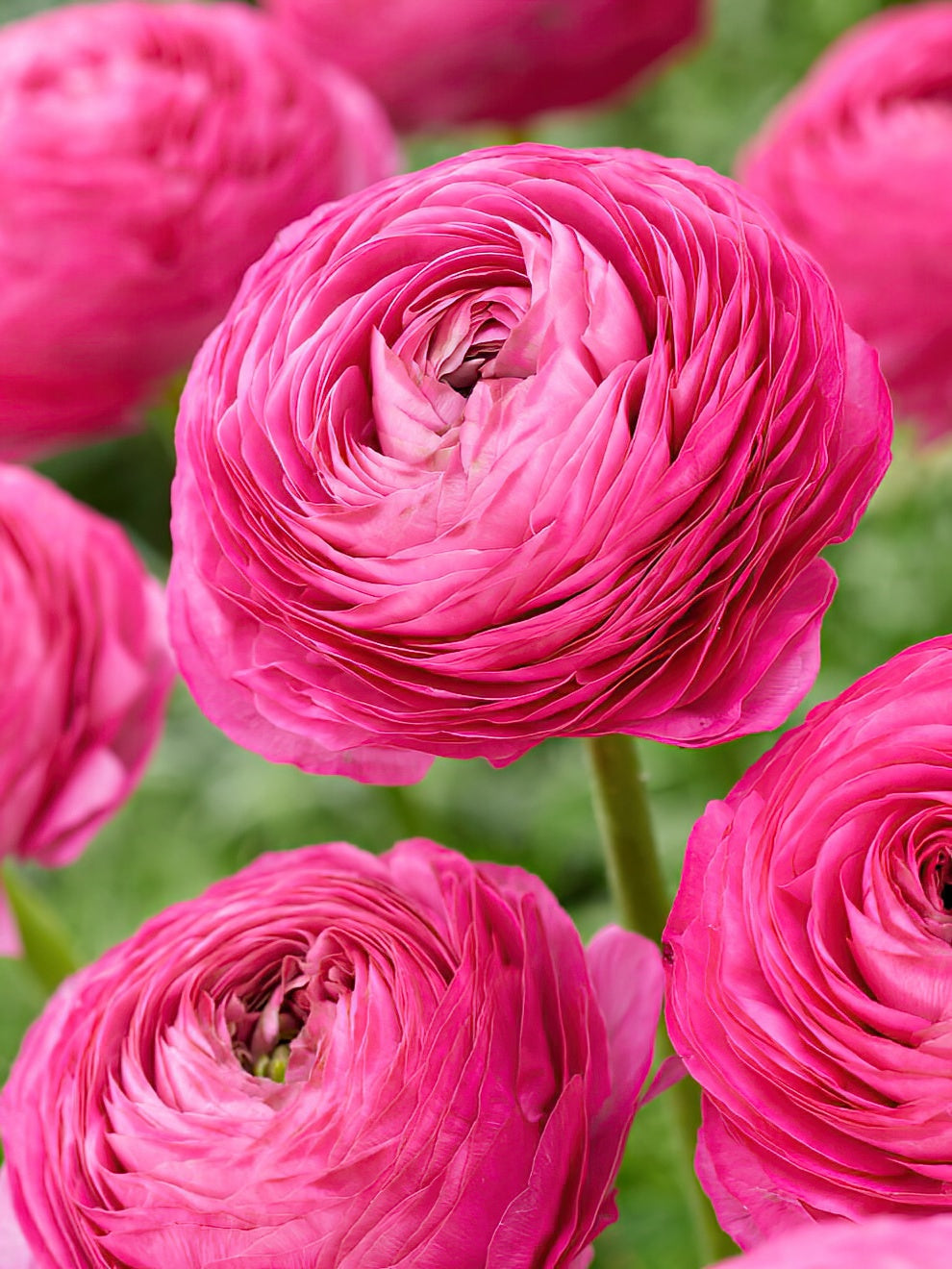 Ranukel Rosa Ranunkel Rosa | DutchGrown™