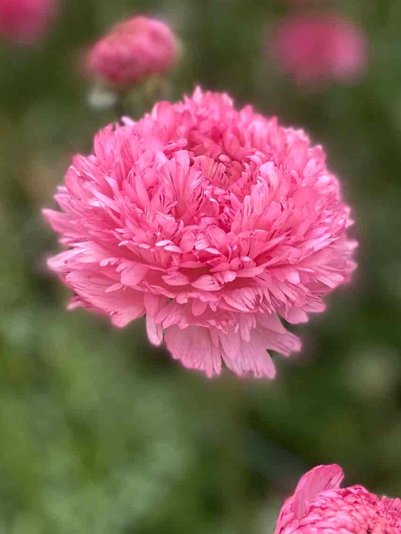Ranunkel Poodle Ramlia
