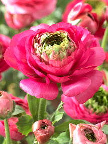 Ranunkel Reinette Rosa
