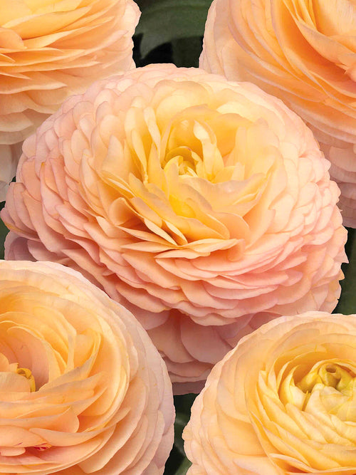 Ranunkel Romance™ Salerno
