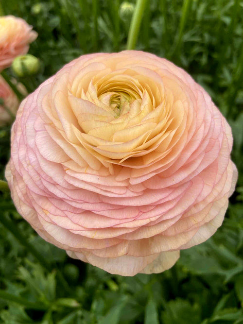 Ranunkel Romance™ Salerno