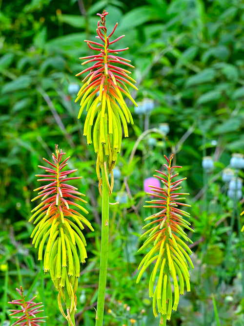 Fackellilja Rufa Rasta (Kniphofia)