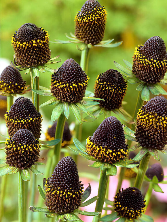 Rudbeckia Black Beauty - Barrotade perenner 