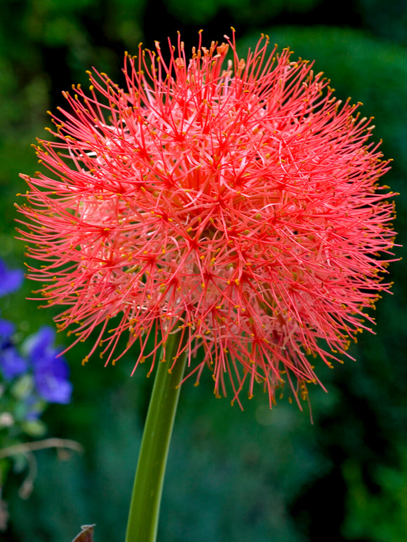 Scadoxus Multiflorus (Blodlilja)