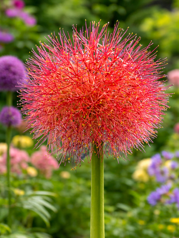 Scadoxus Multiflorus (Blodlilja)