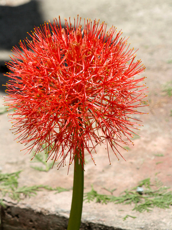 Scadoxus Multiflorus (Blodlilja)