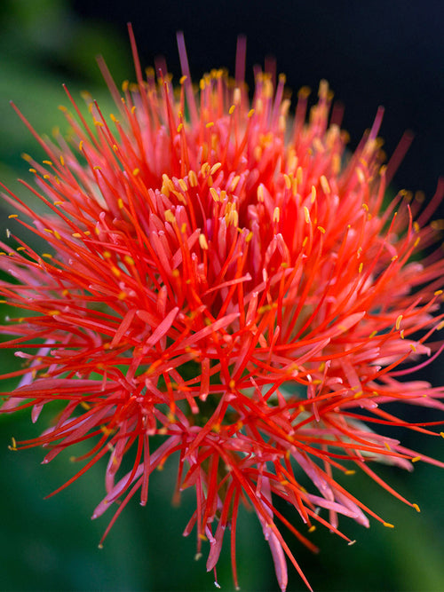Scadoxus Multiflorus (Blodlilja)