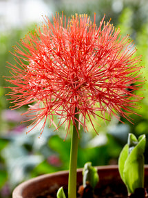 Scadoxus Multiflorus (Blodlilja)