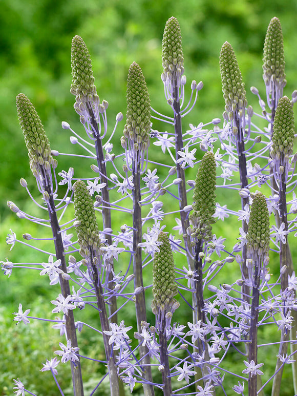 Scilla hyacinthoides ‘Blue Arrow’ med höga, ljusblå blomspiror i trädgården