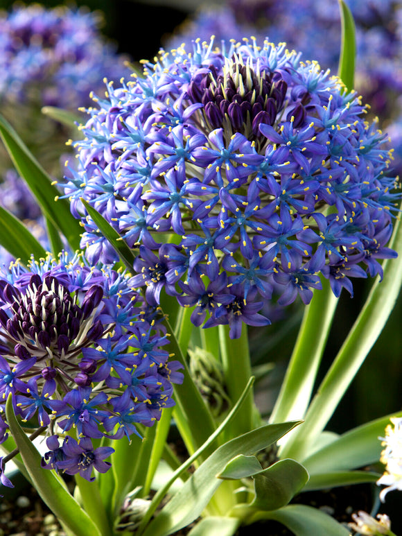 Scilla peruviana med stora violettblå blomhuvuden i sen vår