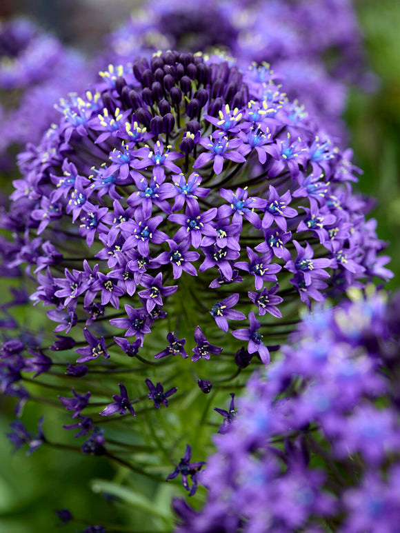 Scilla Peruviana