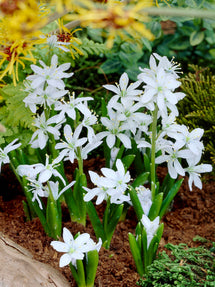 Scilla Tubergeniana (Vit scilla)