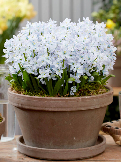 Scilla Tubergeniana (Vit scilla) 