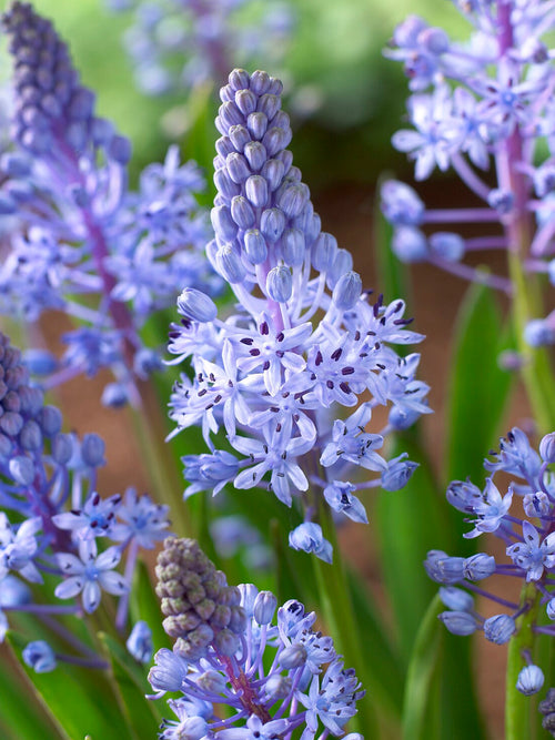 Närbild av stjärnformade blommor hos Scilla litardierei