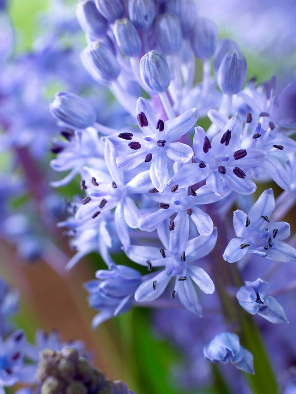 Scilla litardierei naturaliserad i rabatt eller gräsmatta