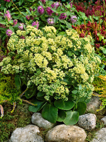 Sedum Sunkissed (Fetknopp)
