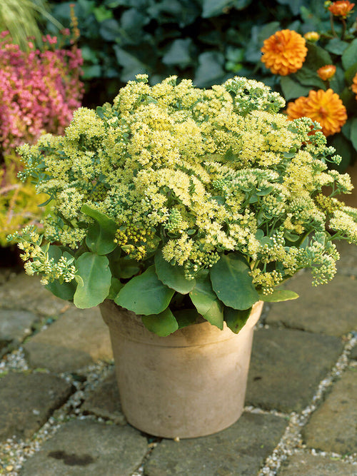 Köp Sedum Sunkissed (Fetknopp)