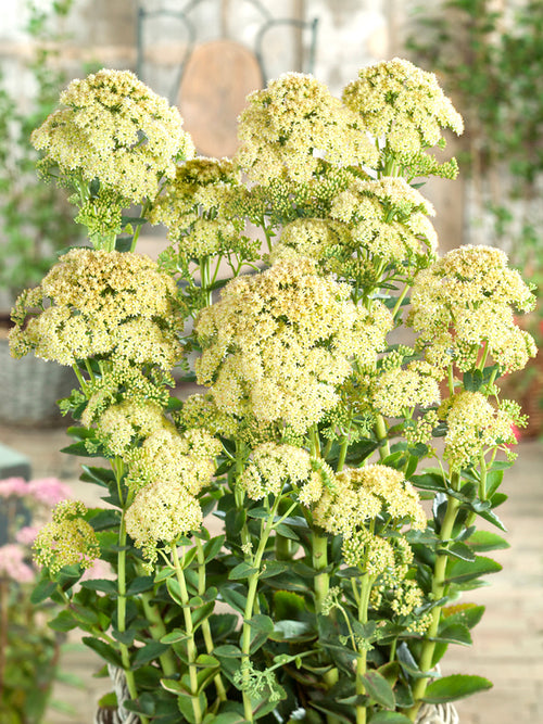 Sedum Sunkissed (Fetknopp)