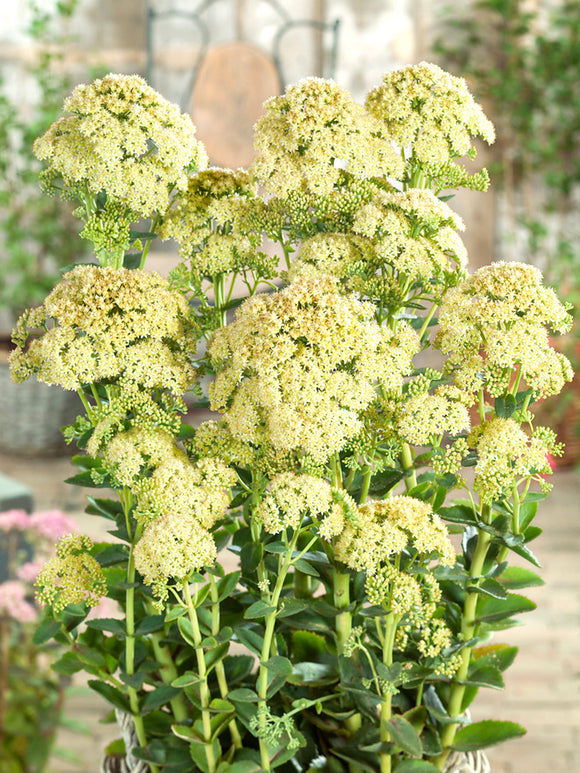 Sedum Sunkissed (Fetknopp)