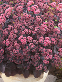 Sedum Xenox (Fetknopp)