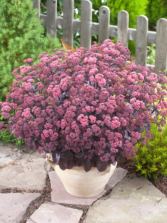 Köp Sedum Xenox (Fetknopp)