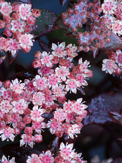 Sedum Xenox (Fetknopp)