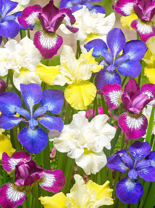 Beställ dina barrotade Iris för leverans under våren!
