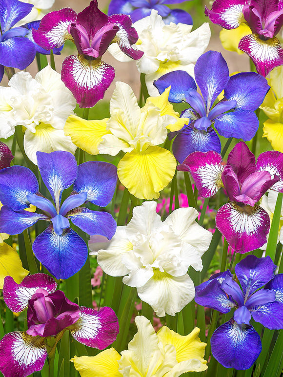 Beställ dina barrotade Iris för leverans under våren!