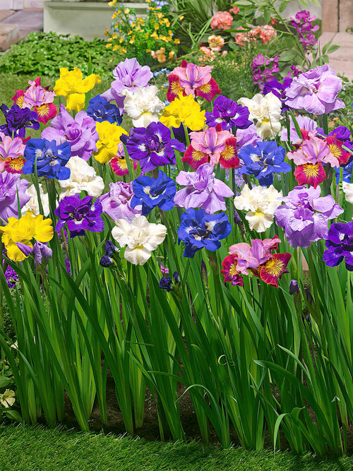 Strandiris Breeders Mix Barrotade perenner