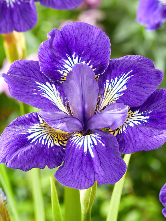 Beställ dina barrotade Iris för leverans under våren!