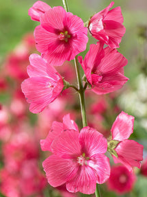 Axmalva Rose Bouquet