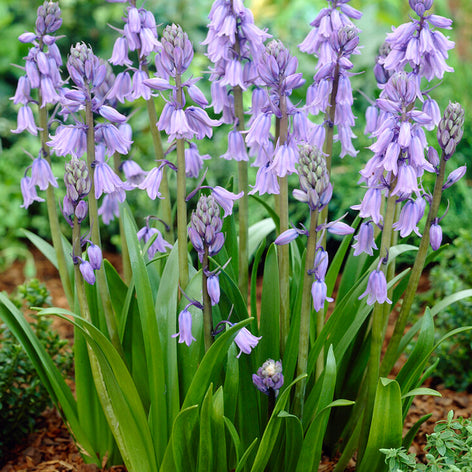 Hyacinthoides (Klockhyacint) Spansk klockhyacint Excelsior Blue | DutchGrown™
