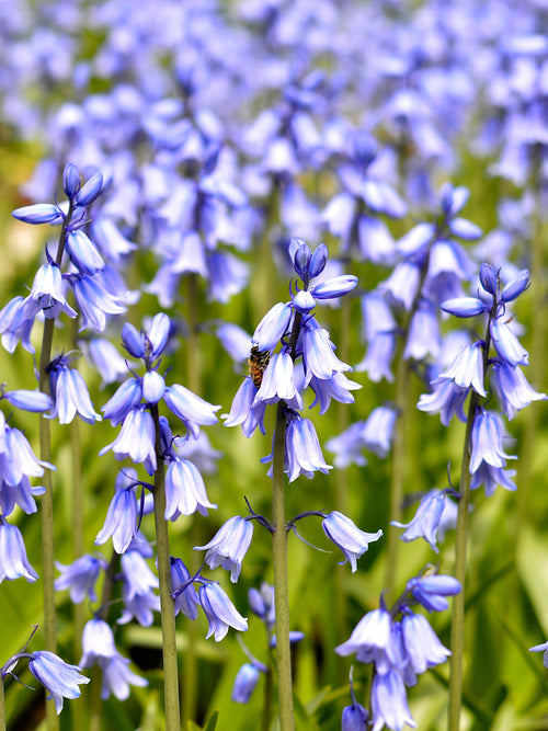 Köp Spansk klockhyacint Excelsior Blue | DutchGrown™