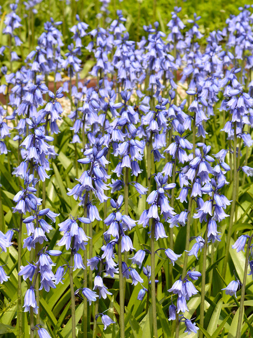 Spansk klockhyacint Excelsior Blue